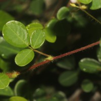Grona heterophylla (Willd.) H.Ohashi & K.Ohashi